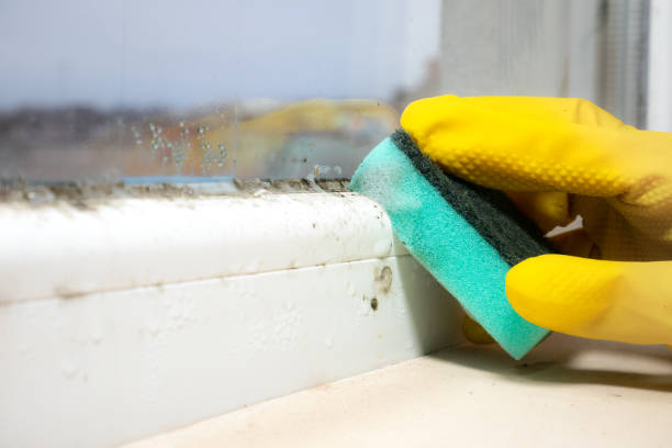 Best Health and Safety Mold Remediation in Sedgwick, KS